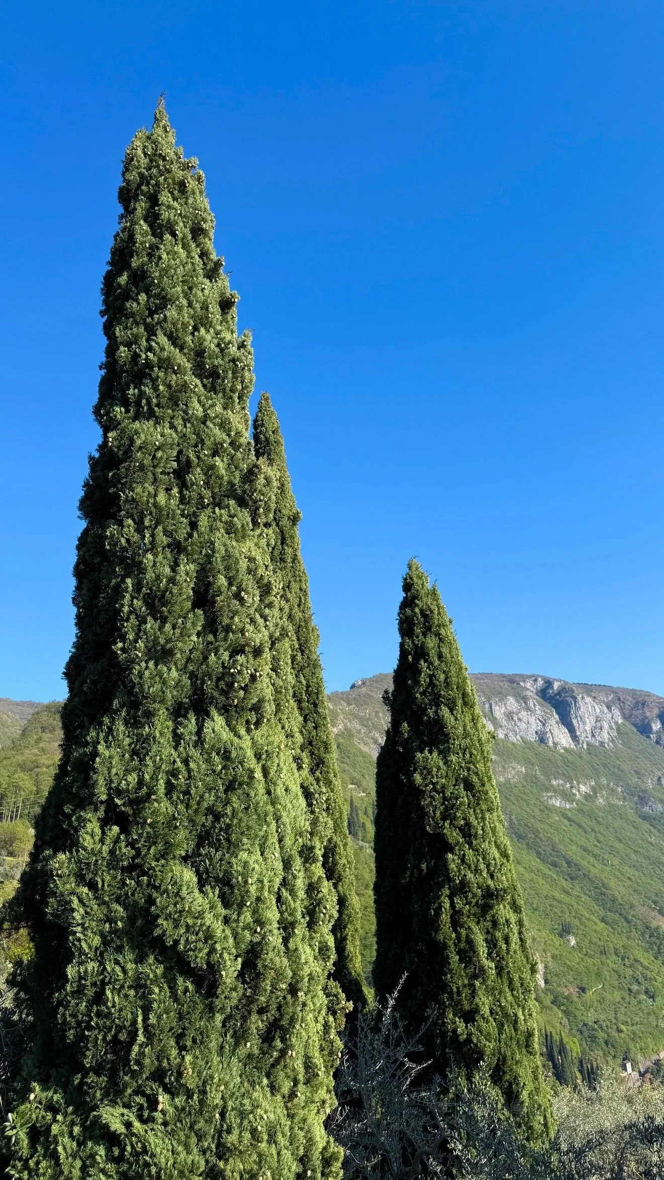 Tall cypress trees against a clear blue sky and mountain backdrop.