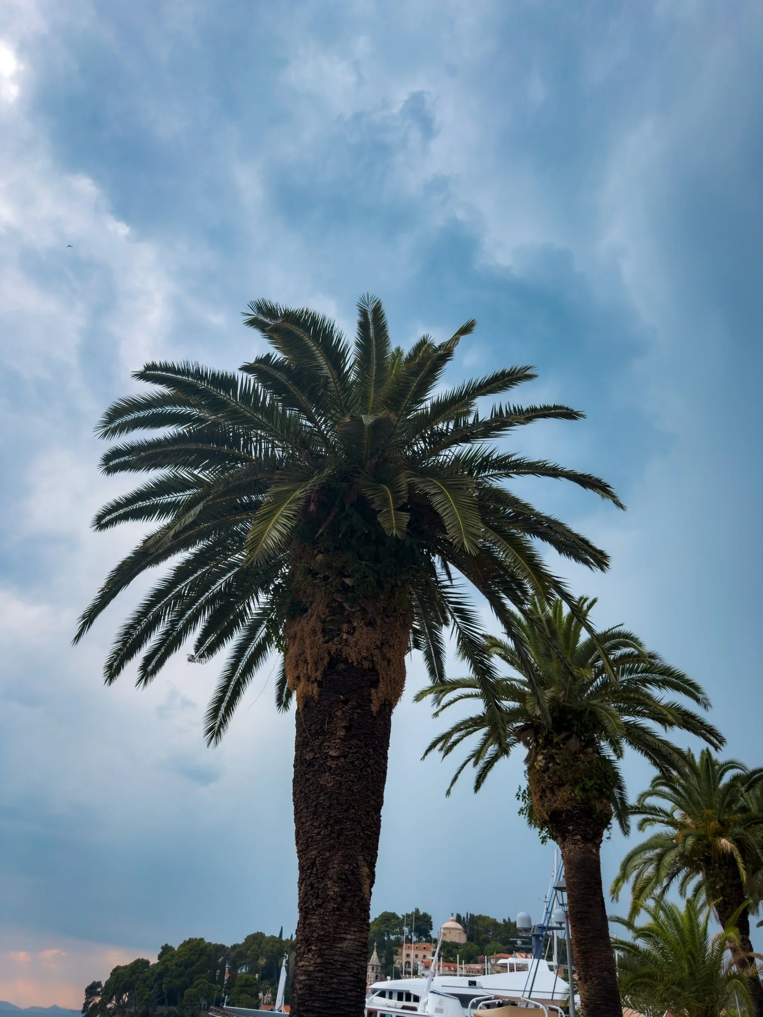 Palm trees against a cloudy coastal sky.
